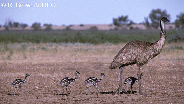 Emu b33-1-001.jpg
